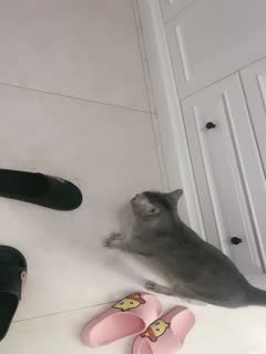 母狗就是骚，各种各样道具，情绪服娇小身躯与粗大阳具的结合反差好大8.封面图